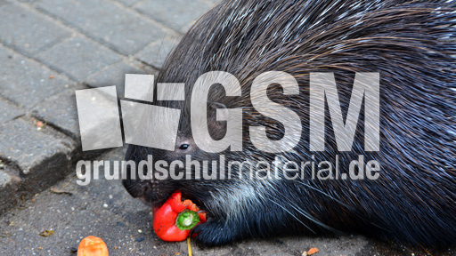 Weißschwanz-Stachelschwein (2).jpg